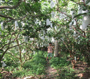 Tour Vườn Trái Cây 1N: Cái Bè - Vĩnh Long